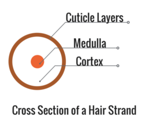 Cross section of hair strand